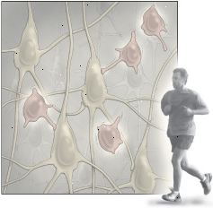 Esercizio e neurogenesi