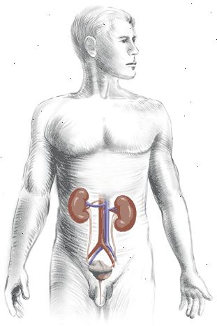 Il sistema urinario: vista anteriore che mostra la relazione dei reni, ureteri, vescica, uretra e.