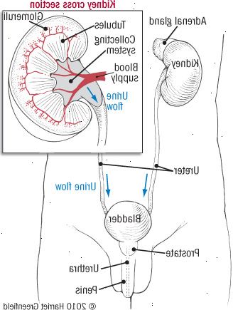 I reni e delle vie urinarie