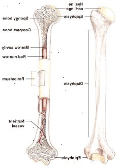 Anatomia delle ossa lunghe: midollo giallo può ancora produrre cellule del sangue quando necessario.