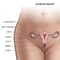 Anatomia della zona pelvica femminile