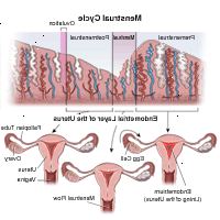 Illustrazione dimostrando il ciclo mestruale