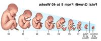 Illustrazione dello sviluppo fetali 8 alle 40 settimane di