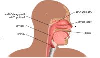 Anatomia del naso e della gola