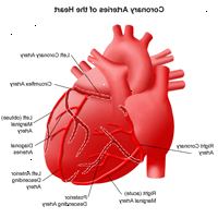 Anatomia del cuore, vista delle arterie coronarie