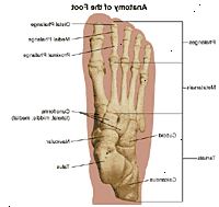 Anatomia del piede