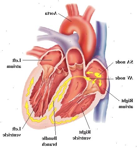 Vista frontale del cuore che mostra atri e ventricoli in alto sul fondo. Aorta è grande arteria uscendo cuore in alto. Nodo SA e il nodo AV sono in atrio destro. I nervi di branca sono in muro tra ventricoli e curva in pareti del ventricolo. Segnali dal nodo AV di viaggio per nodo AV e in branche.