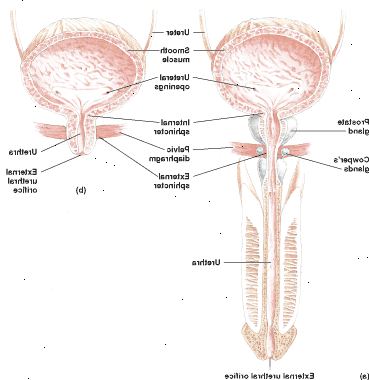 La vescica e l'uretra di un maschio (a) e una femmina (b)