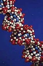 Immagine di un modello di un filamento di DNA, ingrandita