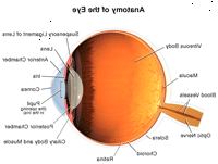 Anatomia dell'occhio, interna