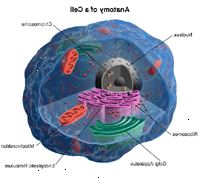 Anatomia di una cella