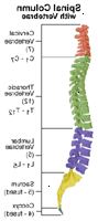 Un esempio di anatomia della colonna vertebrale