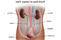 Illustrazione di anatomia del sistema urinario, vista frontale