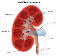 Illustrazione di anatomia del rene
