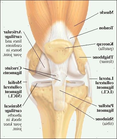 Vista frontale del ginocchio, mostrando articolare muscolo della coscia e tendine attaccato alla rotula (rotula). Fine del femore (femore) e la parte superiore della tibia (tibia) sono allineati e imbottito con cartilagine articolare. Cartilagine meniscale in cima alla tibia, assorbe gli urti in ginocchio. Legamento collaterale laterale (LCL) detiene femore alla tibia sul lato esterno del ginocchio. Legamento collaterale mediale (LCM) detiene femore alla tibia sul lato interno del ginocchio. Legamento rotuleo collega la rotula alla parte anteriore della tibia. Legamenti crociati tengono inferiore del femore all'inizio della tibia.