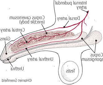 Anatomia del pene