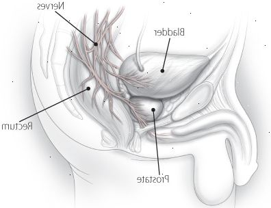 La prostata e le sue nervi
