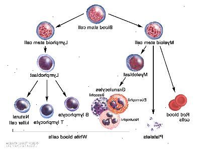 Lo sviluppo delle cellule del sangue, disegno mostra le fasi di una cellula staminale del sangue passa attraverso diventare globuli rossi del sangue, piastrine o globuli bianchi. Una cellula staminale mieloide diventa un globulo rosso, una piastrina, o un myeloblast, che diventa granulociti (i tipi di granulociti sono eosinofili, basofili e neutrofili). Una cellula staminale linfoide diventa un linfoblastica e poi diventa un b-linfociti, linfociti T, o cellule natural killer.