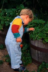 Immagine di giovane ragazzo raccogliendo fragole