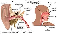 Anatomia dell'orecchio, naso e gola