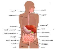 Illustrazione di anatomia del sistema digestivo, adulto