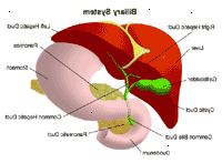 Illustrazione di anatomia del sistema biliare
