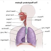 Illustrazione di anatomia del sistema respiratorio