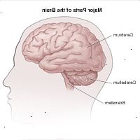 Illustrazione di vista laterale del cervello e divisioni nel cervello, cervelletto e tronco encefalico