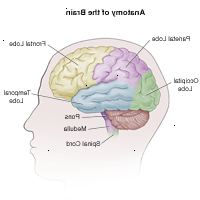 Illustrazione di parti del cervello