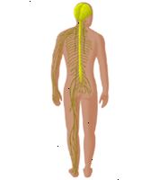 Illustrazione del sistema nervoso