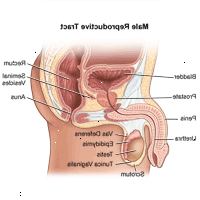 Illustrazione di anatomia del tratto riproduttivo maschile