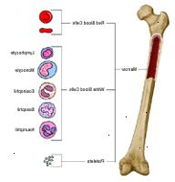 Anatomia di un osso, mostrando globuli