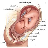 Illustrazione del feto in utero