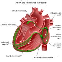 Illustrazione di anatomia del cuore, visione del sistema elettrico