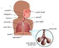 Anatomia del sistema respiratorio, bambino