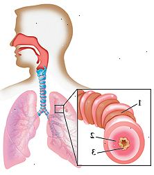 Cenni di testa umana e il petto con la testa rivolta a fianco mostra all'interno del naso, della gola e trachea che porta ai polmoni in petto. Primo piano di proiezione delle vie aeree stretto muscolare, rivestimento gonfio, e aumento di muco.