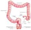 Clicca per ingrandire: close-up del grosso intestino
